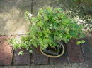 English Ivy Bonsai